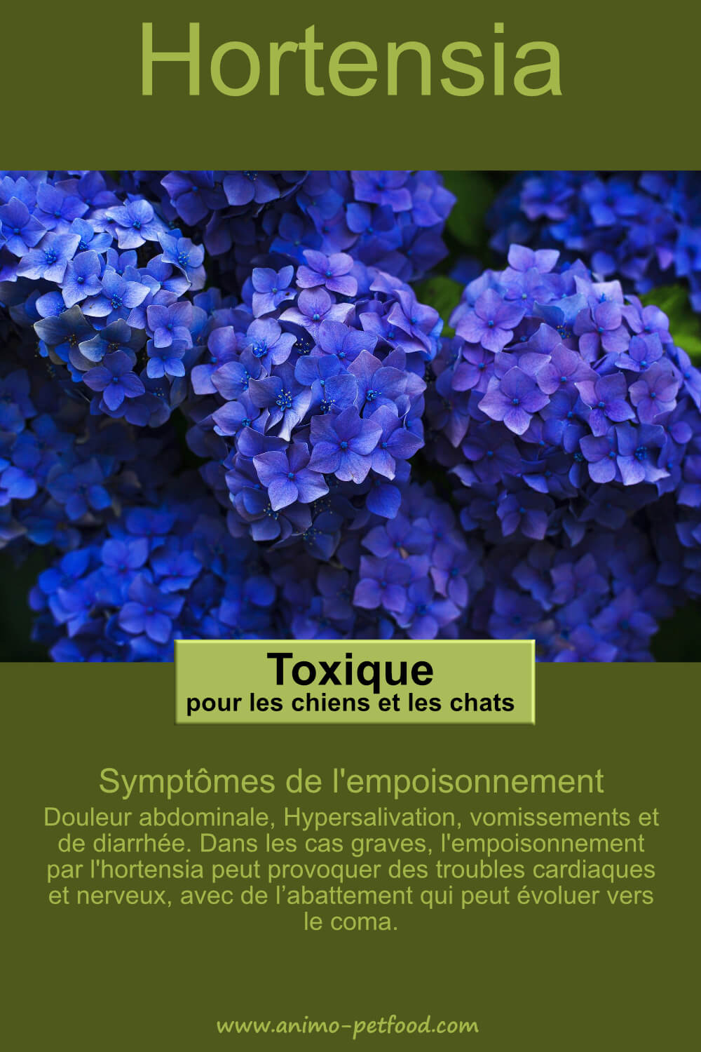 hortensias sont-ils toxiques pour les chats et les chiens 